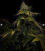 grow-with-medicgrow-smart8-spacementgrown-day55-44.jpg