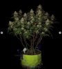 grow-with-medicgrow-smart8-spacementgrown-day55-46.jpg