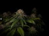 grow-with-medicgrow-smart8-spacementgrown-day55-48.jpg