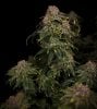 grow-with-medicgrow-smart8-spacementgrown-day55-49.jpg