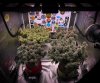 grow-with-medicgrow-smart8-spacementgrown-day63-2.jpg