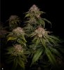 grow-with-medicgrow-smart8-spacementgrown-day63-8.jpg