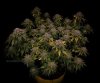 grow-with-medicgrow-smart8-spacementgrown-day63-11.jpg