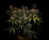 grow-with-medicgrow-smart8-spacementgrown-day63-12.jpg