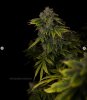 grow-with-medicgrow-smart8-spacementgrown-day65-4.jpg