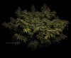 grow-with-medicgrow-smart8-spacementgrown-day65-5.jpg