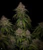 grow-with-medicgrow-smart8-spacementgrown-day66.jpg