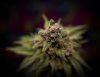 grow-with-medicgrow-smart8-spacementgrown-day66-1.jpg