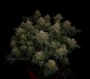 grow-with-medicgrow-smart8-spacementgrown-day66-3.jpg