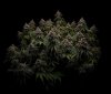 grow-with-medicgrow-smart8-spacementgrown-day66-4.jpg