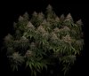 grow-with-medicgrow-smart8-spacementgrown-day66-5.jpg