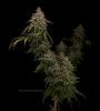 grow-with-medicgrow-smart8-spacementgrown-day66-8.jpg