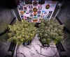 grow-with-medicgrow-smart8-spacementgrown-day66-11.jpg