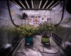 grow-with-medicgrow-smart8-spacementgrown-day66-12.jpg