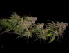 grow-with-medicgrow-smart8-spacementgrown-drying3.jpg