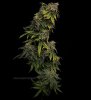 grow-with-medicgrow-smart8-spacementgrown-drying4.jpg