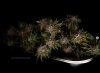 grow-with-medicgrow-smart8-spacementgrown-trim.jpg