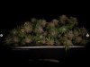 grow-with-medicgrow-smart8-spacementgrown-trim1.jpg