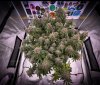 grow-with-medicgrow-smart8-spacementgrown-cutie-1.jpg