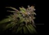 grow-with-medicgrow-smart8-spacementgrown-cutie-8.jpg