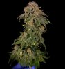 grow-with-medicgrow-smart8-spacementgrown-kiss-2.jpg