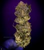 grow-with-medicgrow-smart8-spacementgrown-kiss-5.jpg