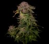 grow-with-medicgrow-smart8-spacementgrown-sun-3.jpg