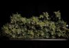 grow-with-medicgrow-smart8-spacementgrown-trim3.jpg