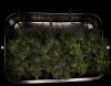 grow-with-medicgrow-smart8-spacementgrown-trim4.jpg