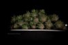 grow-with-medicgrow-smart8-spacementgrown-trim6.jpg