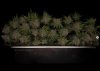 grow-with-medicgrow-smart8-spacementgrown-trim9.jpg