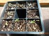 Seedlings02.JPG