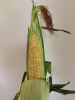 corn.PNG