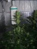 bugscreen-albums-white-widow-blueberry-grow-picture73496-day-25-ww.jpg