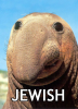 a1jew.png