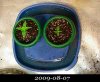 20090807-seedlings.jpg