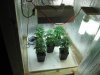 GrowRoom4 022.jpg