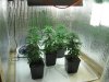 GrowRoom4 023.jpg