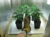 GrowRoom4 024.jpg