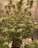 Barney’s Farm Mimosa X Orange Punch under SE7000-1.jpg