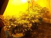 grow room 2.jpg