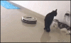 Funny Cat GIF _ Ninja Cat fighting against other cat pushes roomba with hind leg Don't disturb...gif