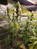 6063733_grow-journal-by-wallywonksgarden-of-greenblue-dream.jpg