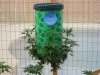 topsy-turvy-cannabis-weed-plant.jpg