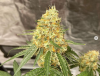 Screenshot 2022-09-07 at 07-04-07 TheCannabisZone on Instagram Ethos Genetics - Quattro Kush F...png