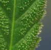 trich close up.jpg