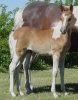 Georgie's Foal (2002).JPG