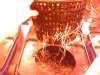 Grow 1, Day 15, Pot 7.jpg