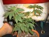 rhino grow 075.jpg