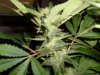 rhino grow 070.jpg